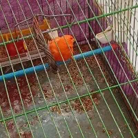 قناری رد فکتور مولد