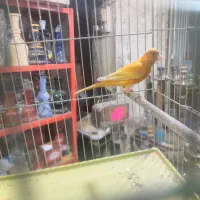 قناری لاکی خوشتیپ