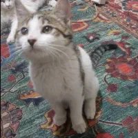 واگذاری بچه گربه سه ماهه