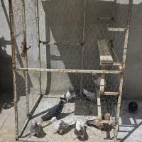 قفس کبوتر،مرغ و...