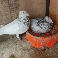 نرماده  سار کاکلی