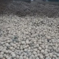 گردو