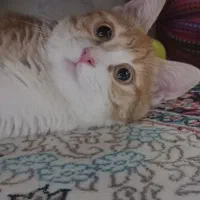 واگذاری گربه خانگی همراه تمام لوازم