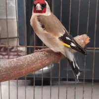 لوستر و دو عدد سهره