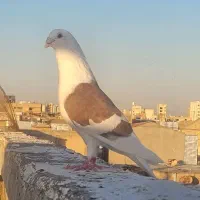 نر دوکت خطی