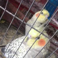 عروس هلندی گم شده