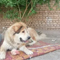 گمشده