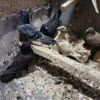 کفتر شهری بهبهانی پلاکی