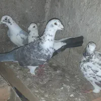 دسته کبوتر نر