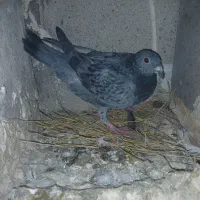 پلاکی و خوشونه