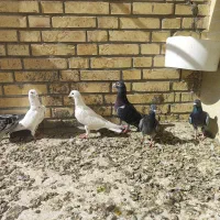 کبوتر قیمت مناسب