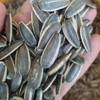 خرید تخمه آفتابگردان