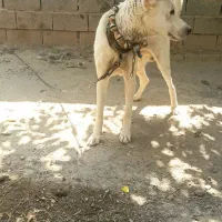 سگ پژدر|سگ|مشهد, درزآب|دیوار