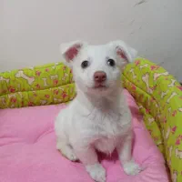 توله شیتزو اشپیتز|سگ|مشهد, شاهد (شهرک غرب)|دیوار