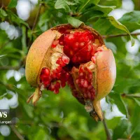 زمین خانه باغ