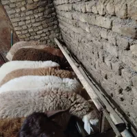 بره نر|حیوانات مزرعه|باخزر, |دیوار