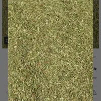 خارشتری
