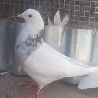 طوق سور ماده فقط معاوضه