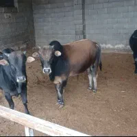 گوساله نر چاق