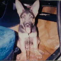 واگذاری توله ژرمن