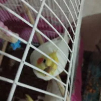 4 عدد عروس هلندی لوتینو دستی