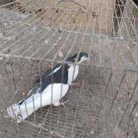 یک جفت چپ سیاه شق|پرنده|سبزوار, قصبه شرقی|دیوار