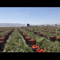 ۱۰هکتار زمین کشاورزی اجاره