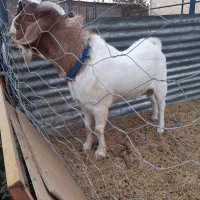 بزغاله دورگ بوئر|حیوانات مزرعه|سمنان, |دیوار