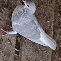 6 عدد چپ و خوشرنگ صحیح و سالم واکسن خورده