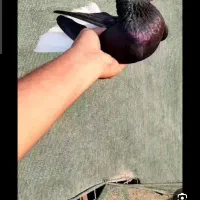کفتر|پرنده|سمنان, |دیوار