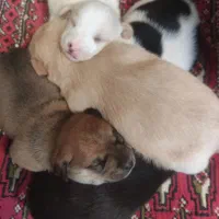 توله پاکوتاه|سگ|سبزوار, شرق کال شمالی|دیوار