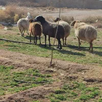 میش افشار و مغانی هترو وشال ابستن دوقولوزا