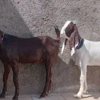 دوراس یکساله پاکستانی درجه یک ابستن|حیوانات مزرعه|تایباد, |دیوار