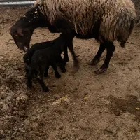 سلام پنج تا بره دوقلو|حیوانات مزرعه|کرمان, |دیوار