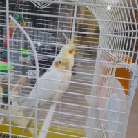 پرنده|پرنده|میناب, |دیوار