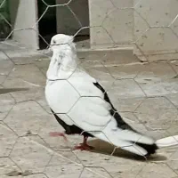 نر دمبی قفل سیاه تنه دار جوان