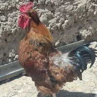 خروس محلی کاکل دار