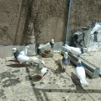کبوتر.طوقی