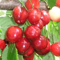 نهالستان بادام و ارقام متنوع میوه های پربار|خدمات باغبانی و درختکاری|زاویه, |دیوار