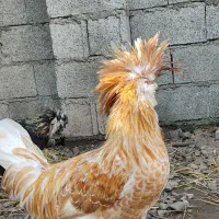 دو عدد خروس لهستانی|حیوانات مزرعه|رشت, احمد گوراب|دیوار