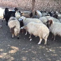 گوسفند فروش|حیوانات مزرعه|آبدانان, |دیوار