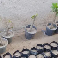 حراج.پلومریا|حراج|اصفهان, آزادگان|دیوار