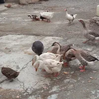 فروش غاز و بوقلمون و مرغ و خروس و اردک|حیوانات مزرعه|نقده, |دیوار