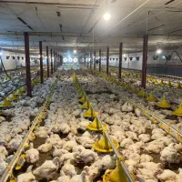 مرغداری گوشتی