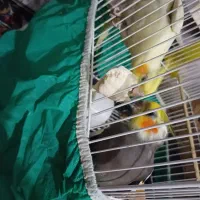 جفت عروس هلندی مولد|پرنده|سرخنکلاته, |دیوار