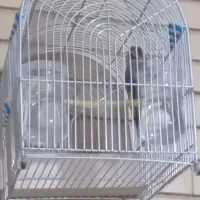 سالم هست|پرنده|شیراز, کوشک میدان|دیوار