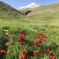 زمین-دماوند-کیلان-داخل-بافت-سند-تک-برگ
