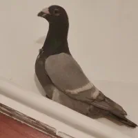 کفتر|پرنده|شیراز, شهدای شهرک سعدی|دیوار