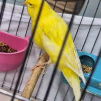 قناری رسمی بلند نر