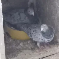 نامه بر|حیوانات|کرمانشاه, |دیوار